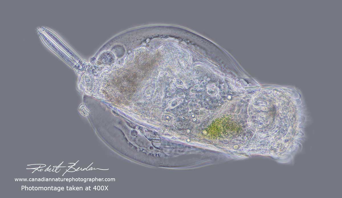 Rotifer photographed at 400X using Phase contrast, I combined 8 photos by Robert Berdan ©
