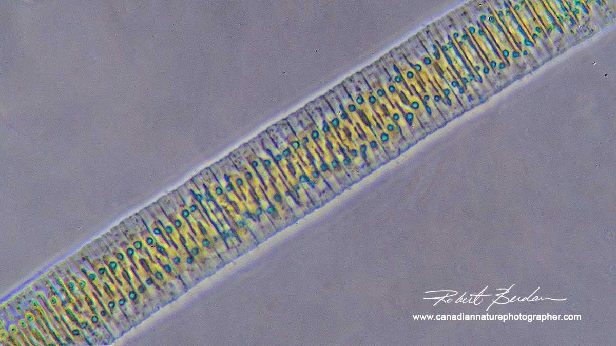 Tabularia Diatoms  by Robert Berdan ©