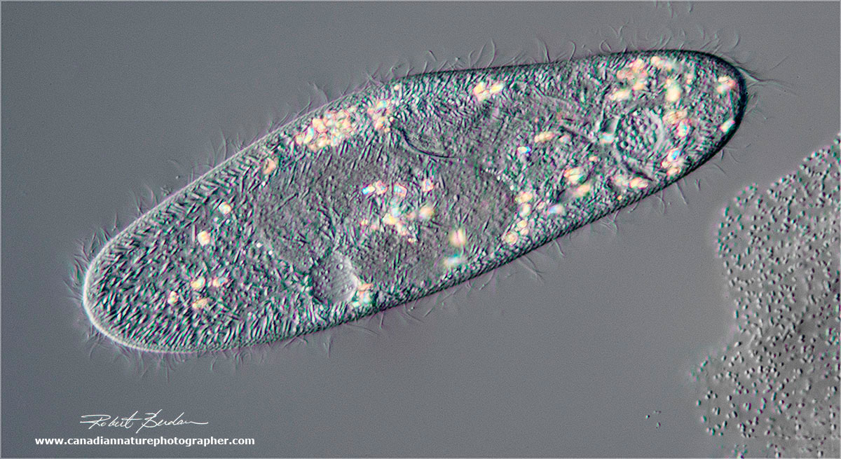 DIC microscopy of a single paramecium by Robert Berdan ©