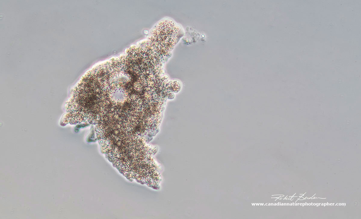 Amoeba proteus via DIC microscopy about 100X Robert Berdan ©