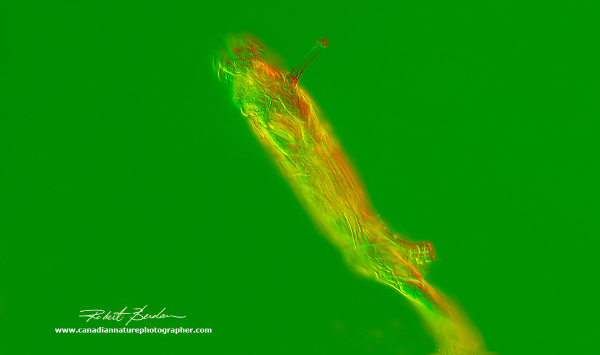 Extended Bdelloid rotifer using DIC and Rheinberge lighting by Robert Berdan ©