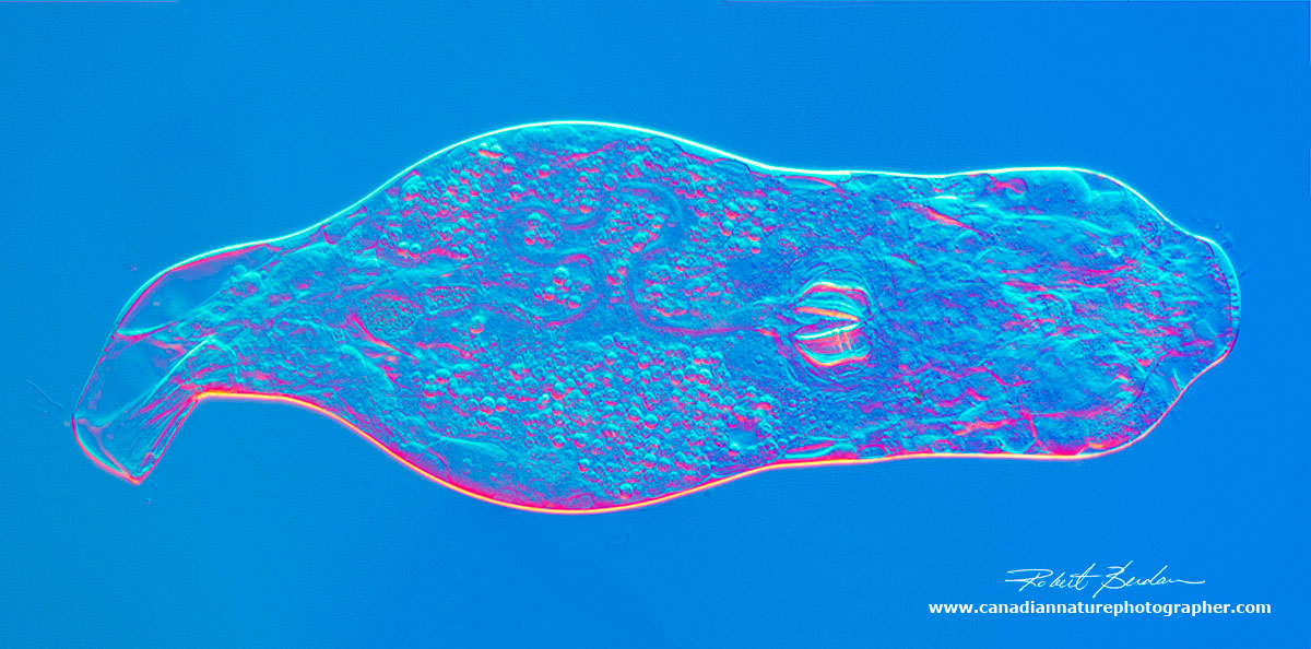 Single rotifer showing some of the internal organs, and jaws near the center. 400X DIC microscopy by Robert Berdan ©
