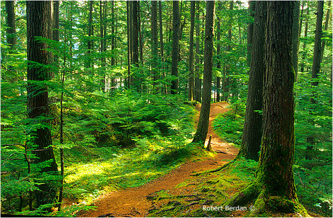 Begbie creek trail to waterfalls by Robert Berdan &copy;