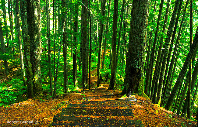 Steps down to Begbie creek waterfalls. 