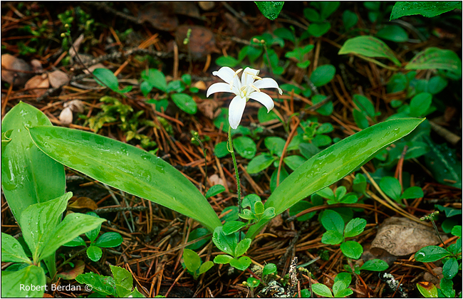 Queens cup lilly by Robert Berdan &copy;
