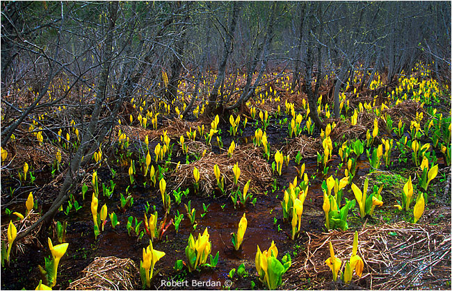 Yellow skunk cabbage by Robert Berdan &copy;