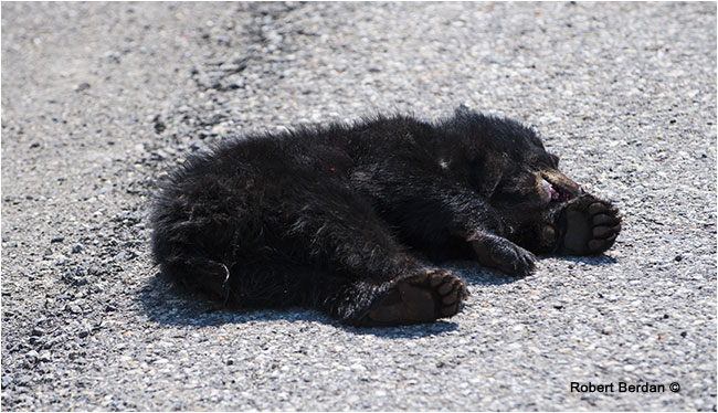 Baby black bear hit by car by Robert Berdan ©
