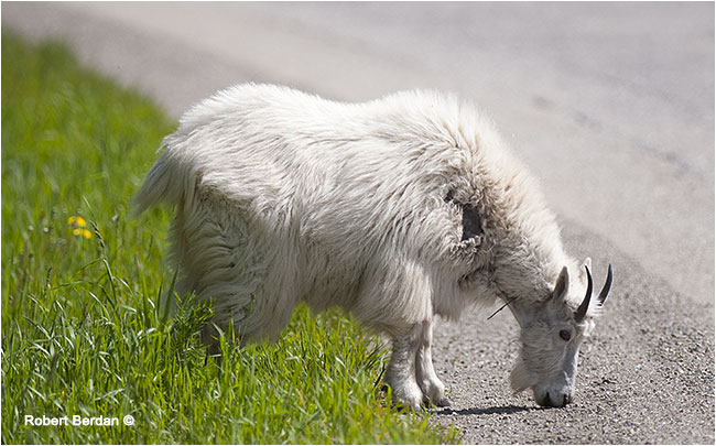 Maontain goat on highway by Robert Berdan ©