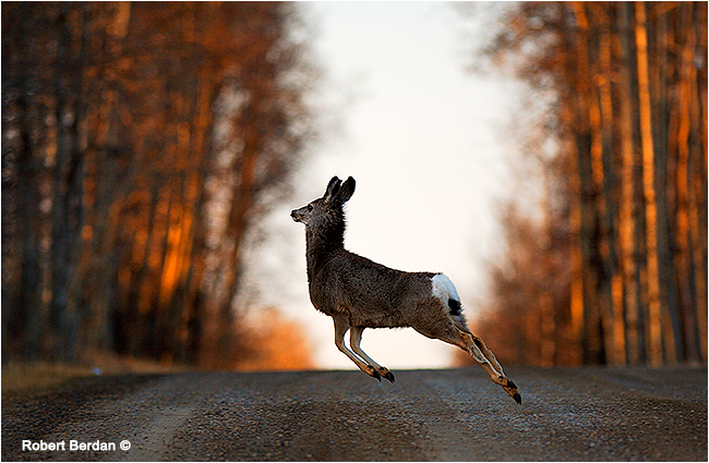 Mule deer crossing the road by Robert Berdan ©
