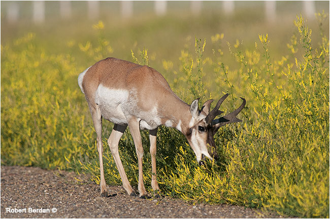 Pronghorn antelope beside on the road by Robert Berdan ©