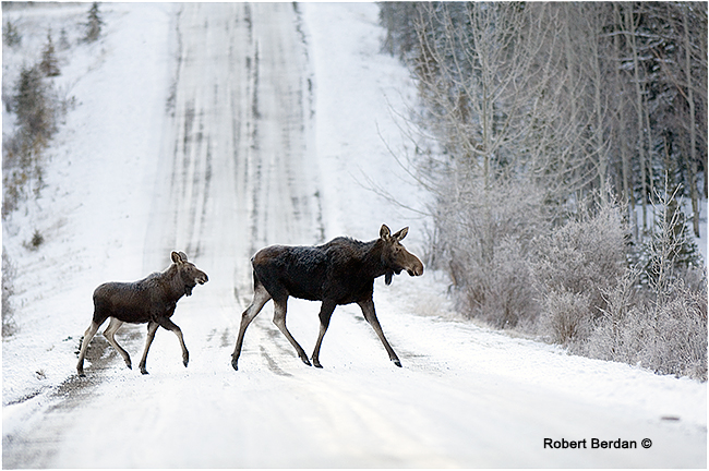 Moose crossing road by Robert Berdan ©