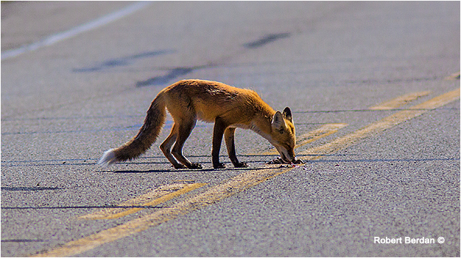 Red fox on highway feeding on roadkill by Robert Berdan ©