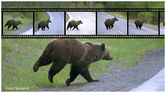 Grizzly bear running across the road in Kananaskis by Robert Berdan 