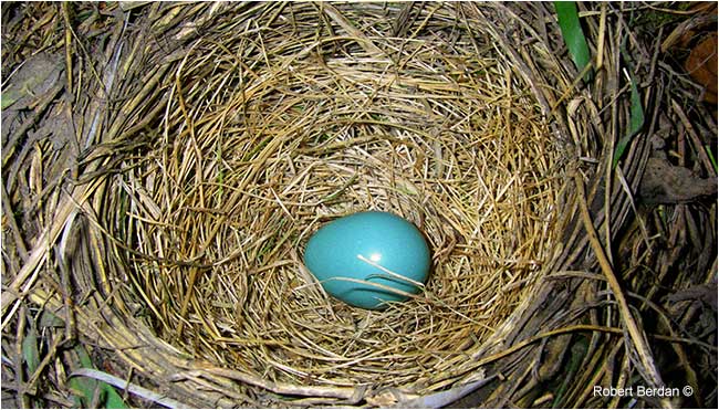 One robin egg in the nest by Robert Berdan ©