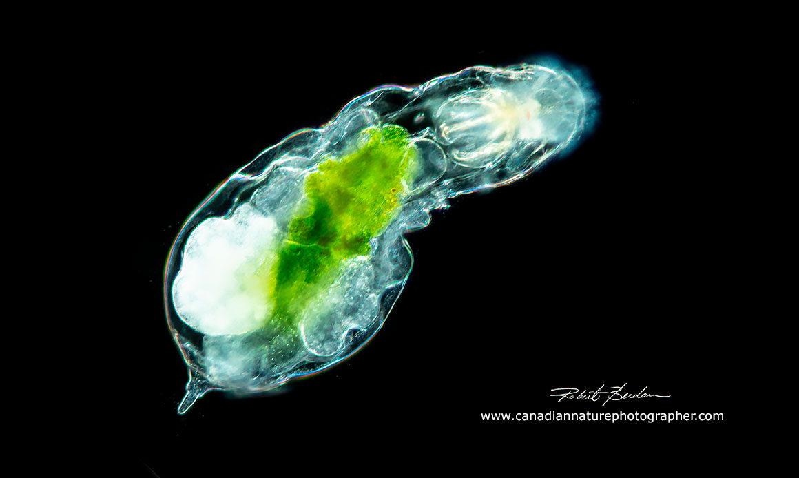 Notommata copeus rotifer 200X darkfield microscopy by Robert Berdan ©