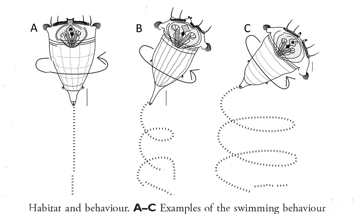 Swimming bechaviour Synchaeta rotifers 