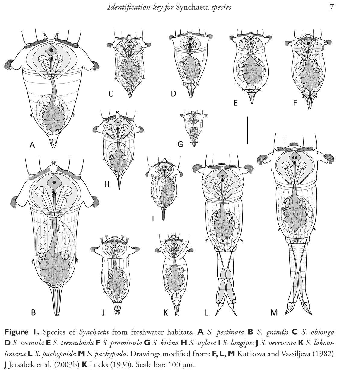 Synchaeta species diagram 