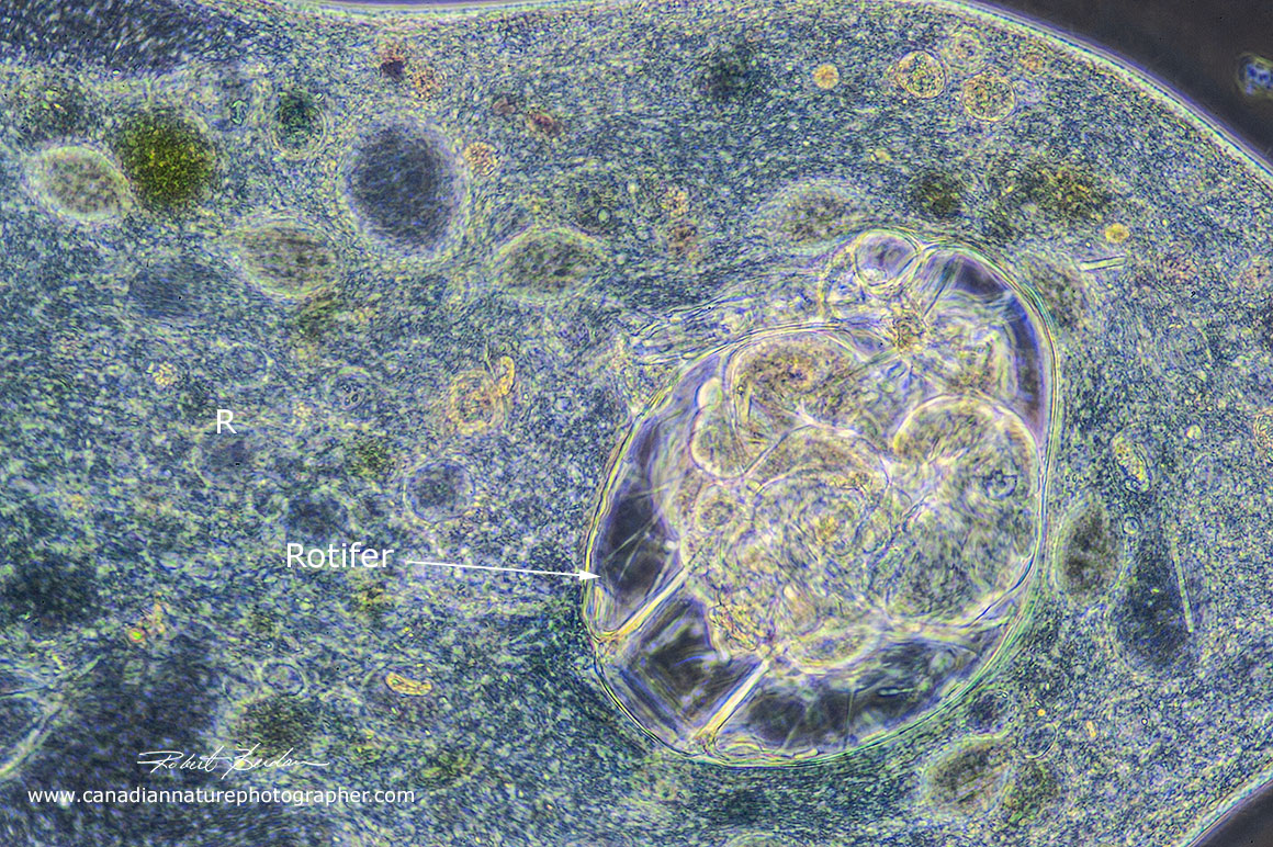 phase contrast image showing the rotifer inside a digestive vacuole within the single celled Stentor Robert Berdan ©