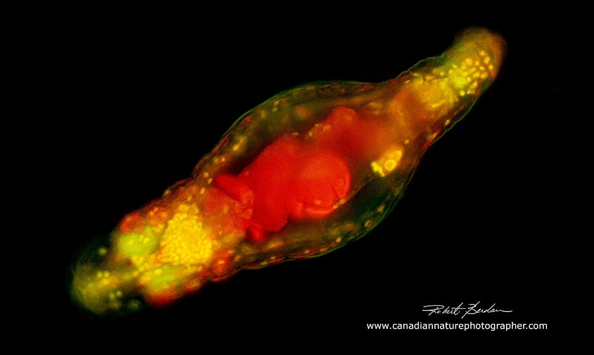 Bdelloid rotifer stained with Acridine Orange 200X Fluorescence microscopy Robert Berdan ©