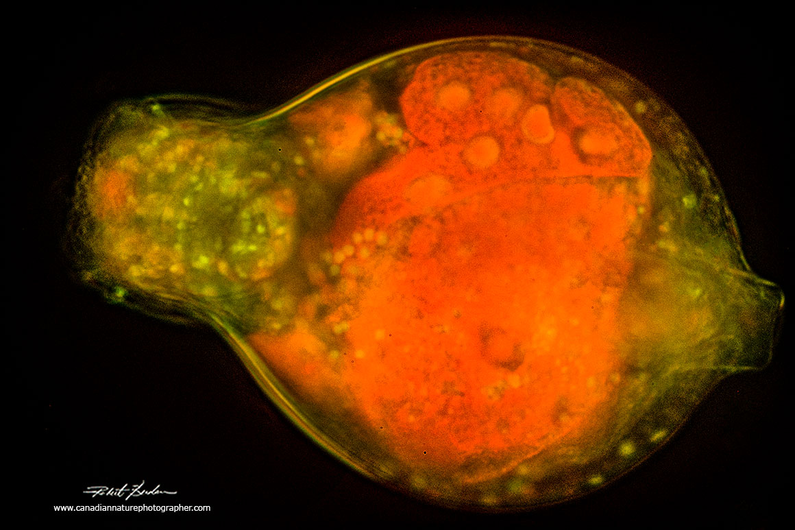 Bdelloid rotifer? stained with Acridine orange Fluorescence microscopy 200X Robert Berdan ©