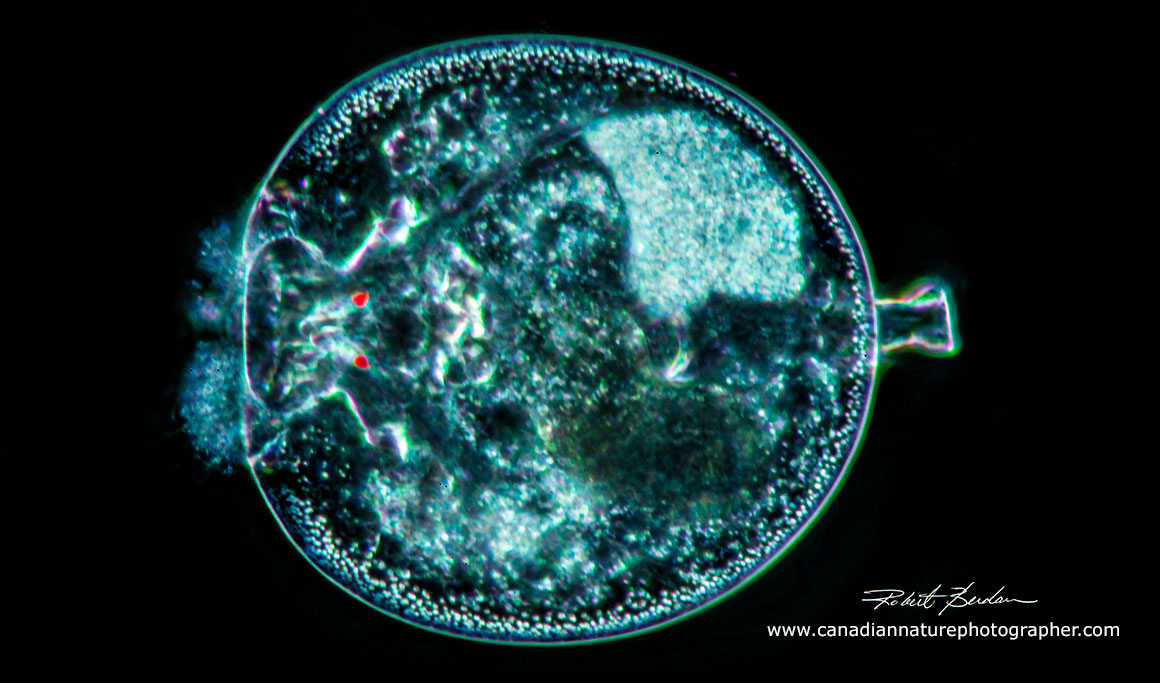 Turtle rotifer Testudinella patina Darkfield microscopy 200X Robert Berdan ©