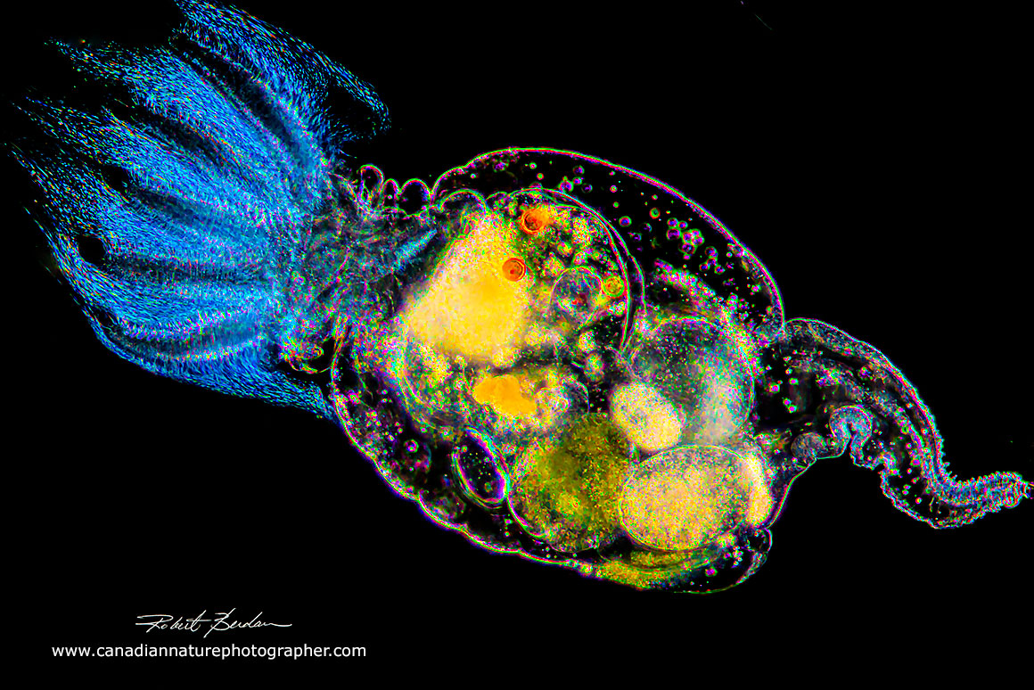 Stephanoceros fimbriatus is a sessile rotifer darkfield microscopy Robert Berdan ©
