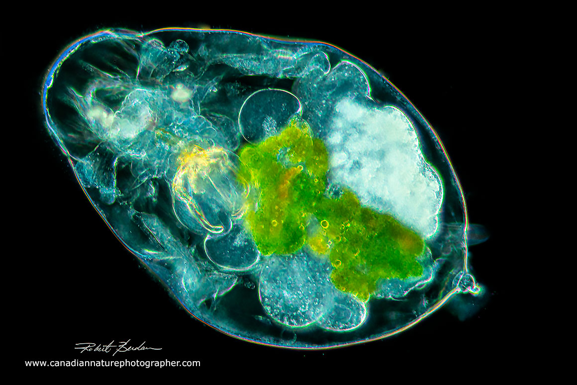 Notommata copeus rotifer dorsal view darkfield microscopy 100X Robert Berdan ©