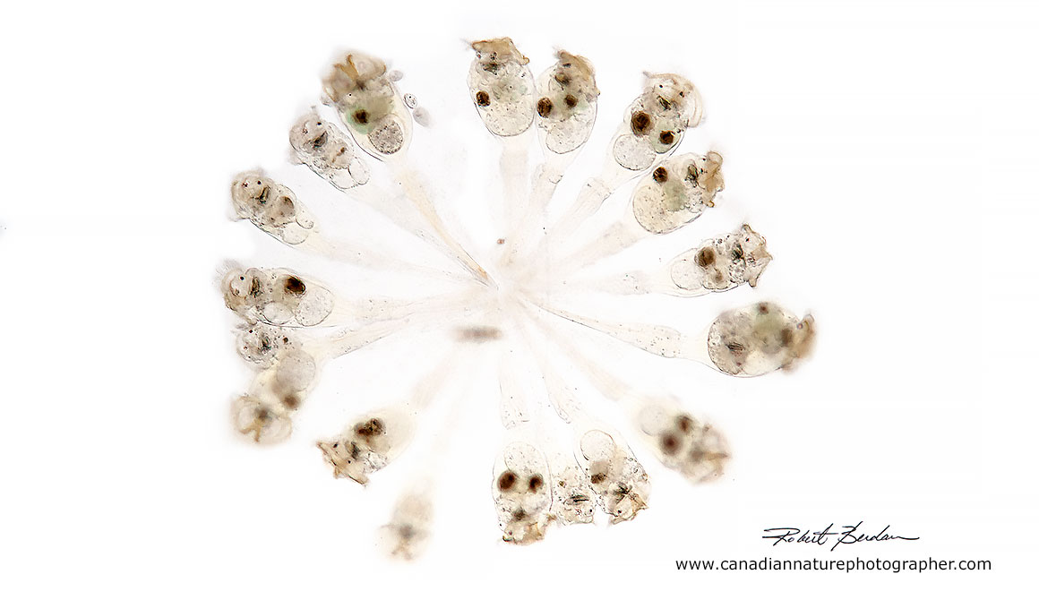 Conochilus hippocrepis brightfield microscopy 100X Robert Berdan ©