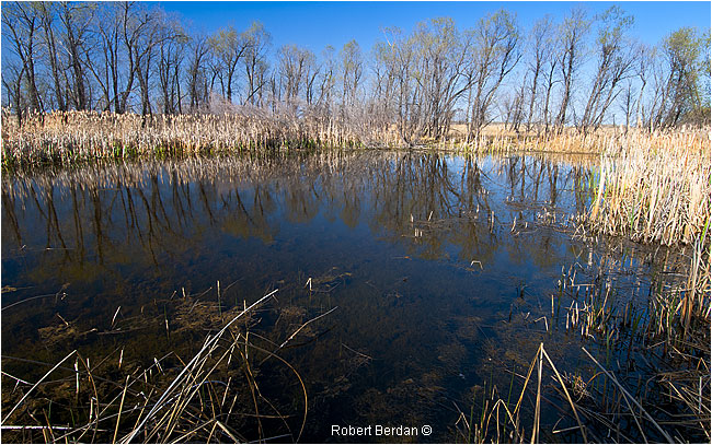 Marsh in Spring time near Lake Newell by Robert Berdan ©