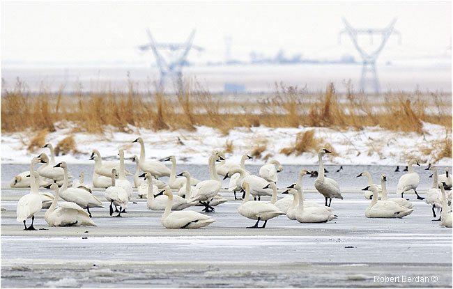Tundra swans on ice Frank Lake AB by Robert Berdan 