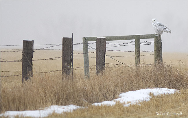 Snowy owl on fence post by Robert Berdan ©