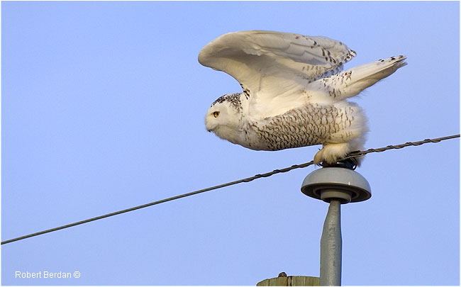 Snowy owl getting ready to take off from a telephone pole by Robert Berdan ©