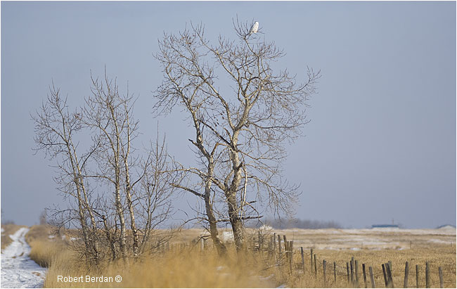 Snowy owl in a tree overlooking the prairie by Robert Berdan ©