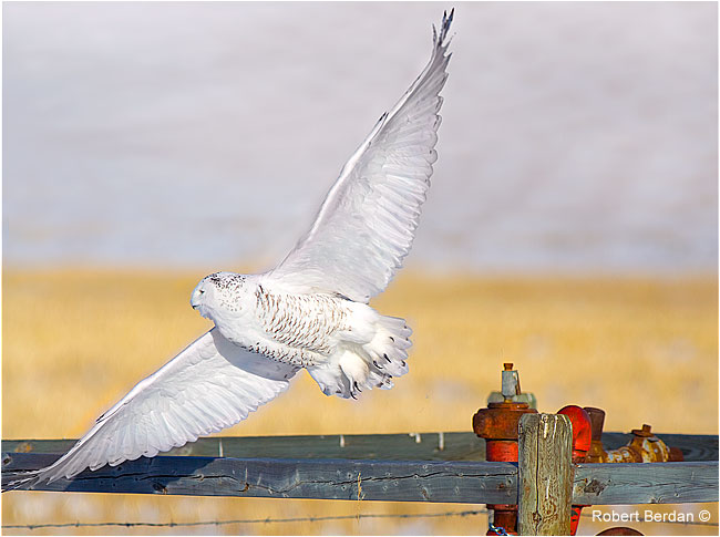 Snowy owl taking flight from fence near Mossleigh by Robert Berdan ©