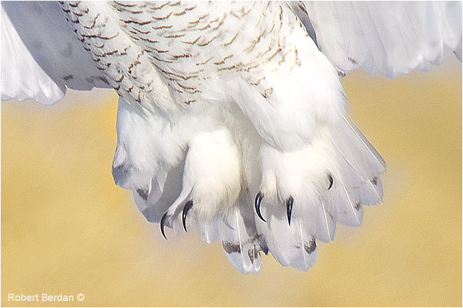 Closeup of feet and talons from a snowy owl by Robert Berdan 