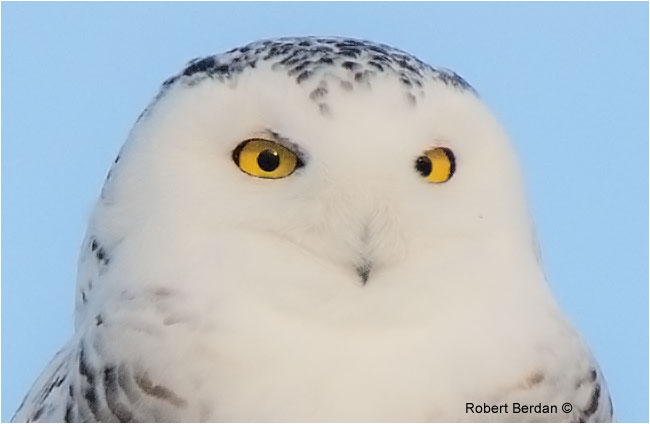 Female snowy owl showing closeup of the eyes by Robert Berdan ©