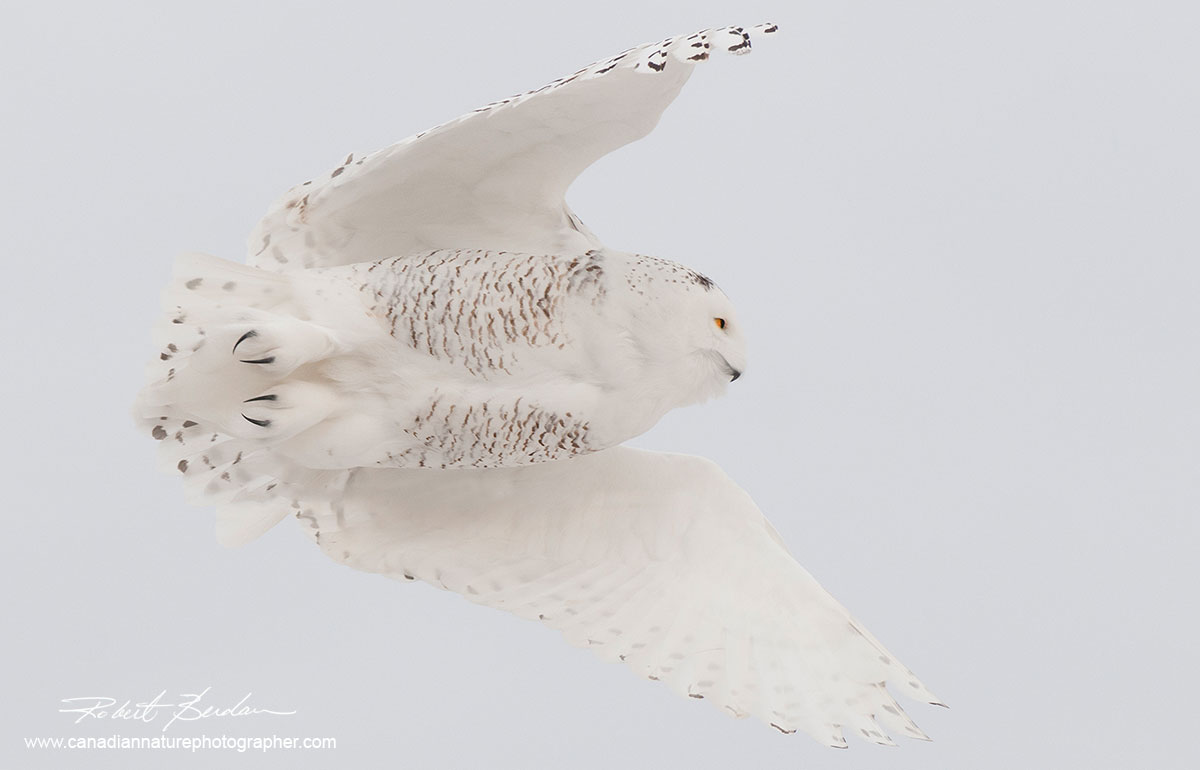 White on white a snowy owl taking flight from a telephone pole against an overcast white sky by Robert Berdan ©