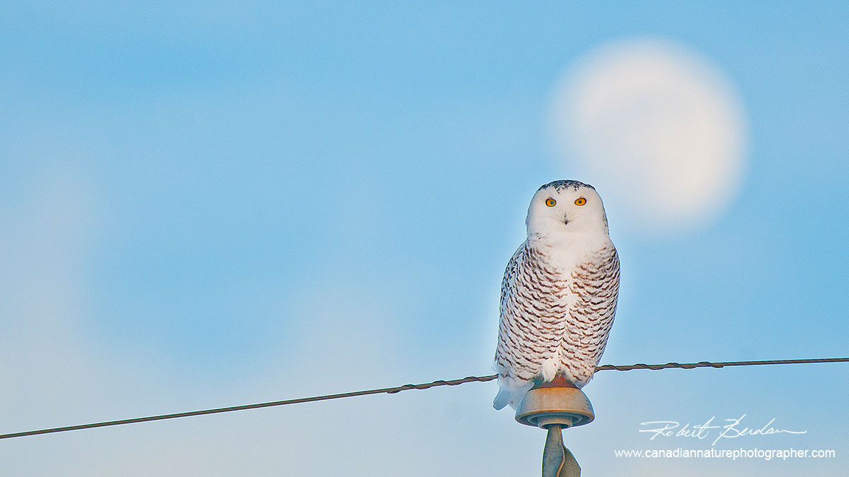 Snowy owl perched on a telephone pole with full moon behind it by Robert Berdan ©