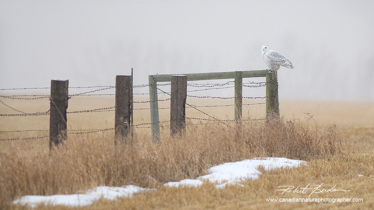 Snowy owl perched on a fence post near Calgary by Robert Berdan ©