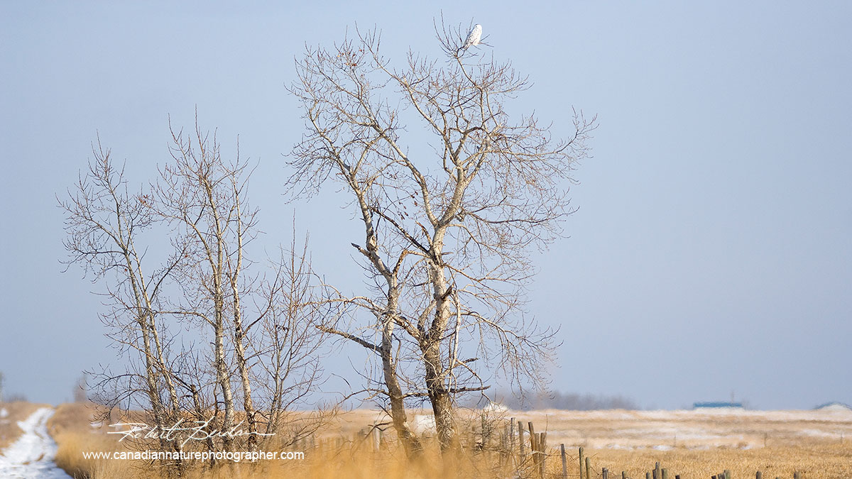 Snowy owl perched in a tree by Robert Berdan ©
