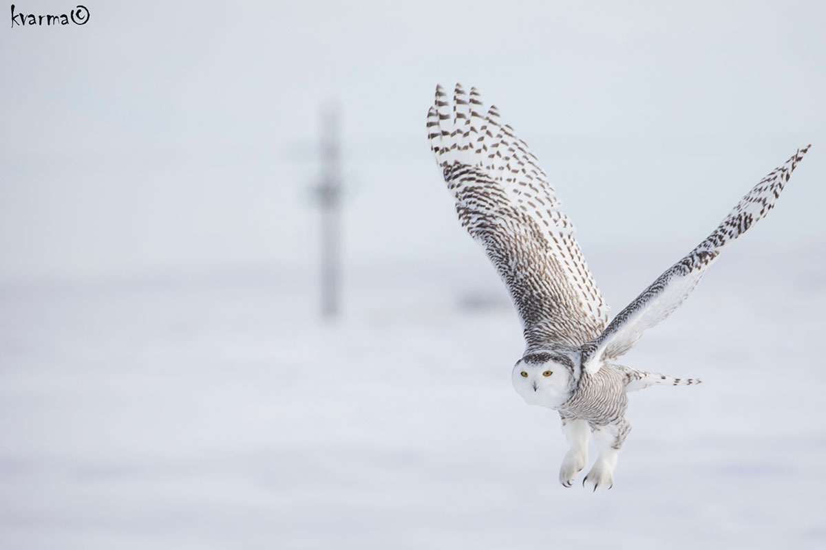 Female snowy owl by Kamal Varma ©