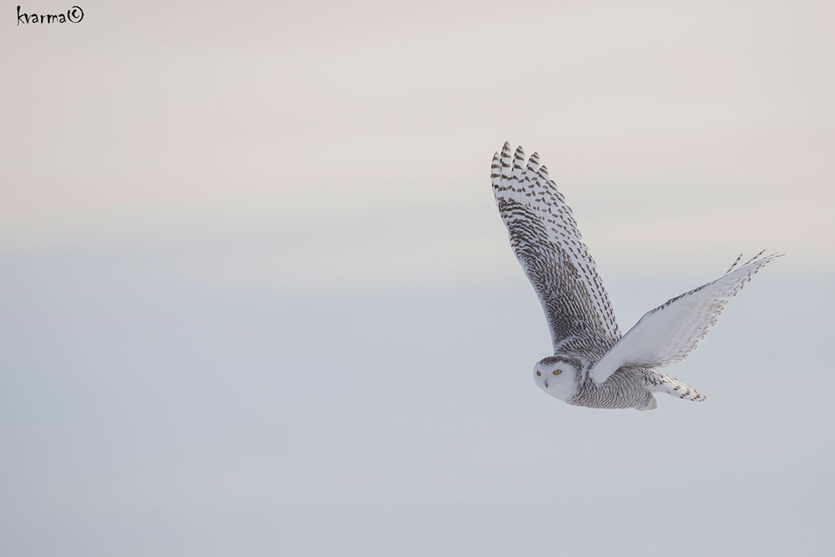 In flight photograph of a snowy owl by Kamal Varma ©