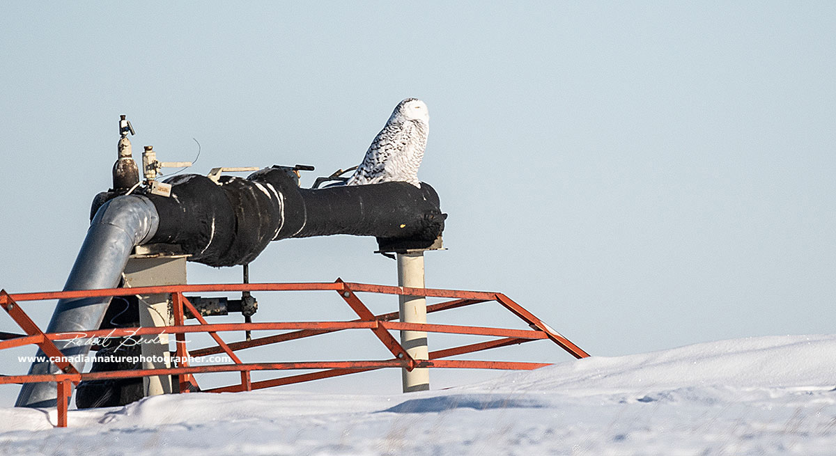 Snowy owl perched on gas pipeline by Robert Berdan ©