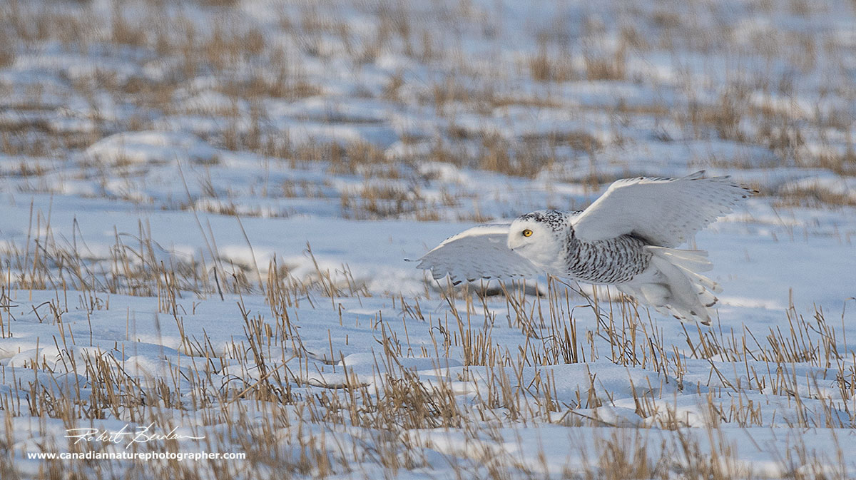 Femaile snowy owl in flight by Robert Berdan ©