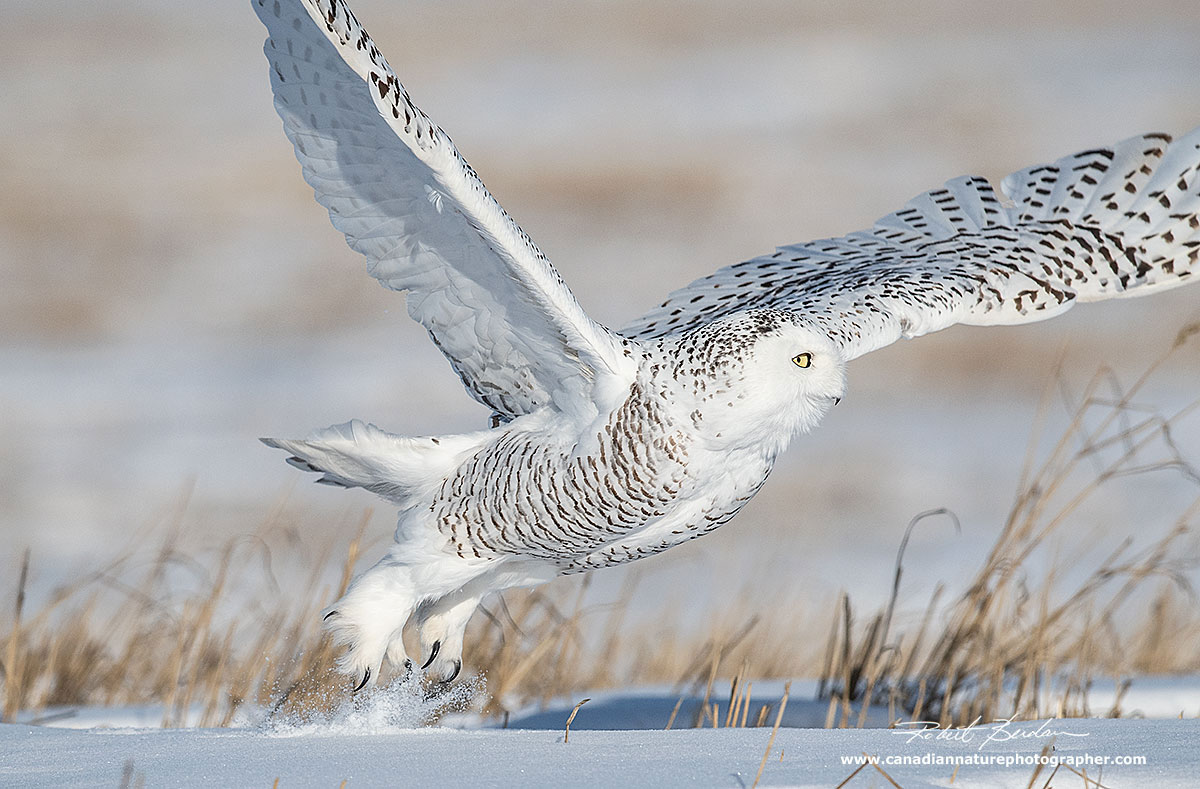 Snowy owls thickly feathered feet protect the bird when temperatures dip below - 30°C by Robert Berdan ©