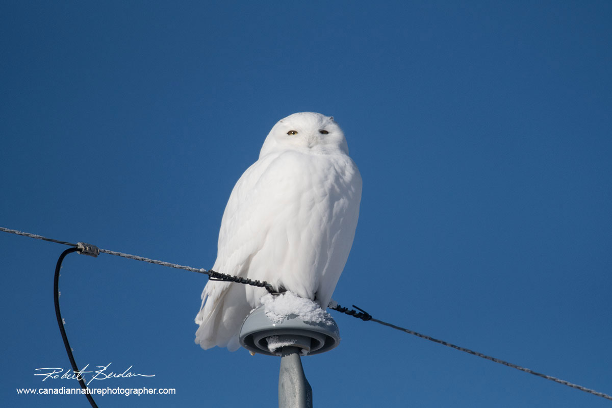 Male snowy owl perched on a telephone pole  by Robert Berdan ©