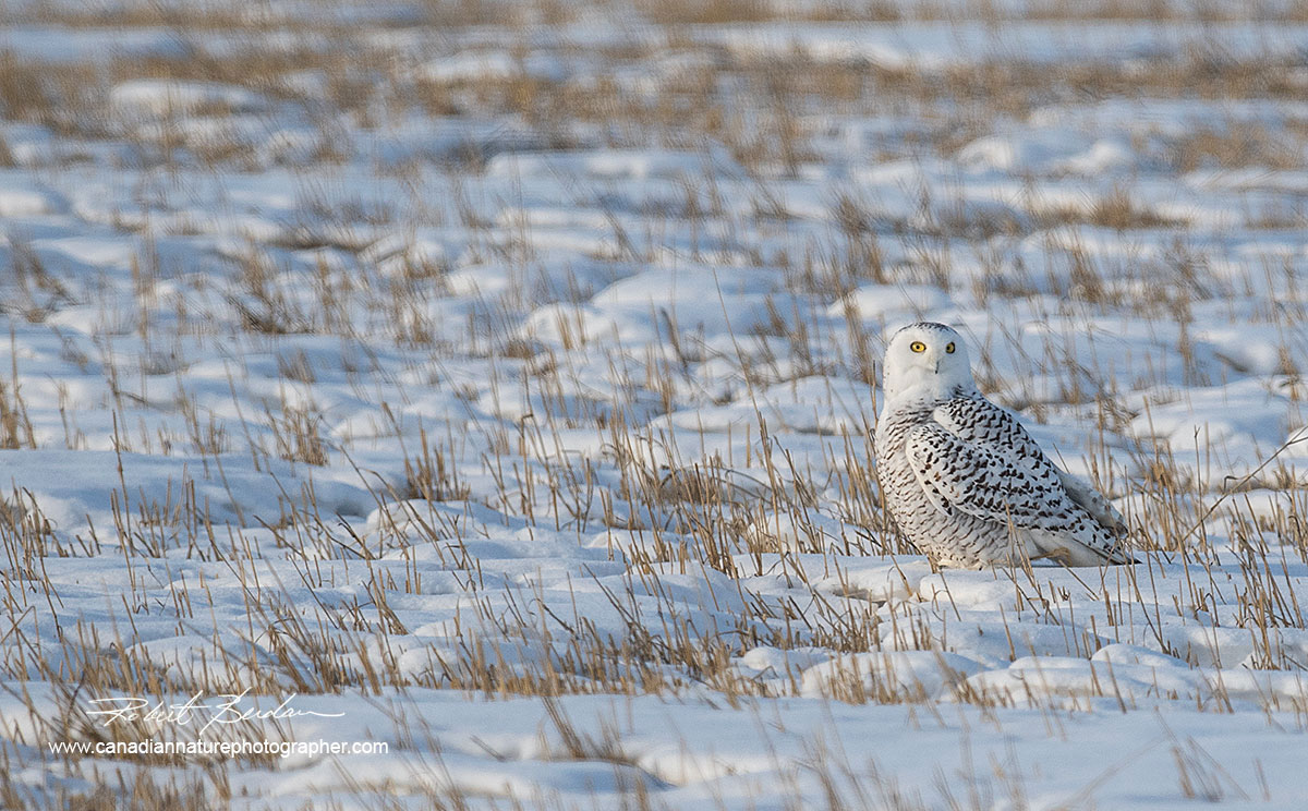 Female snowy owl in a prairie field in winter by Robert Berdan ©