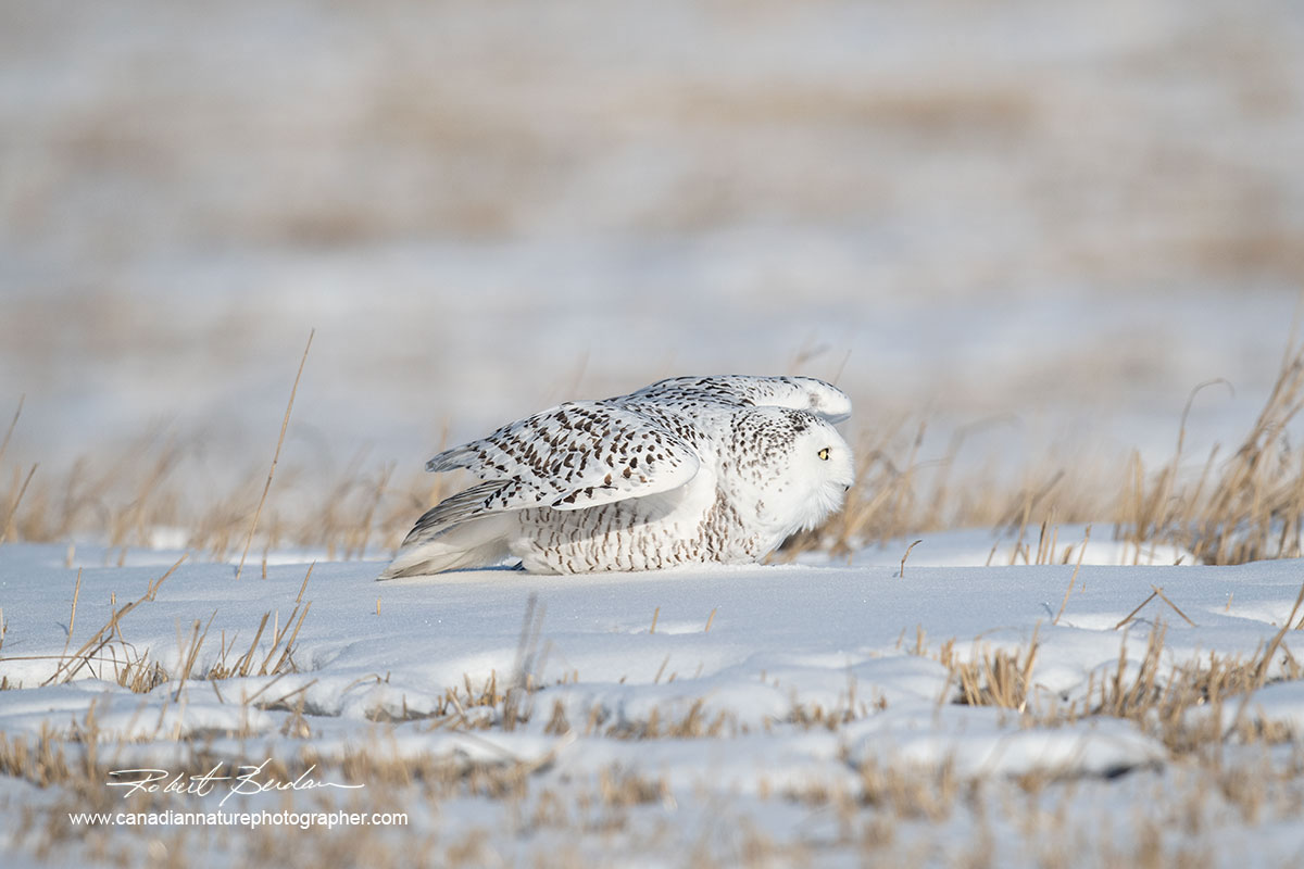 Snowy owl lifting its shoulders and is about to take flight by Robert Berdan ©