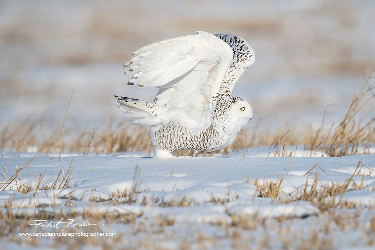 Snowy owl taking flight by Robert Berdan ©