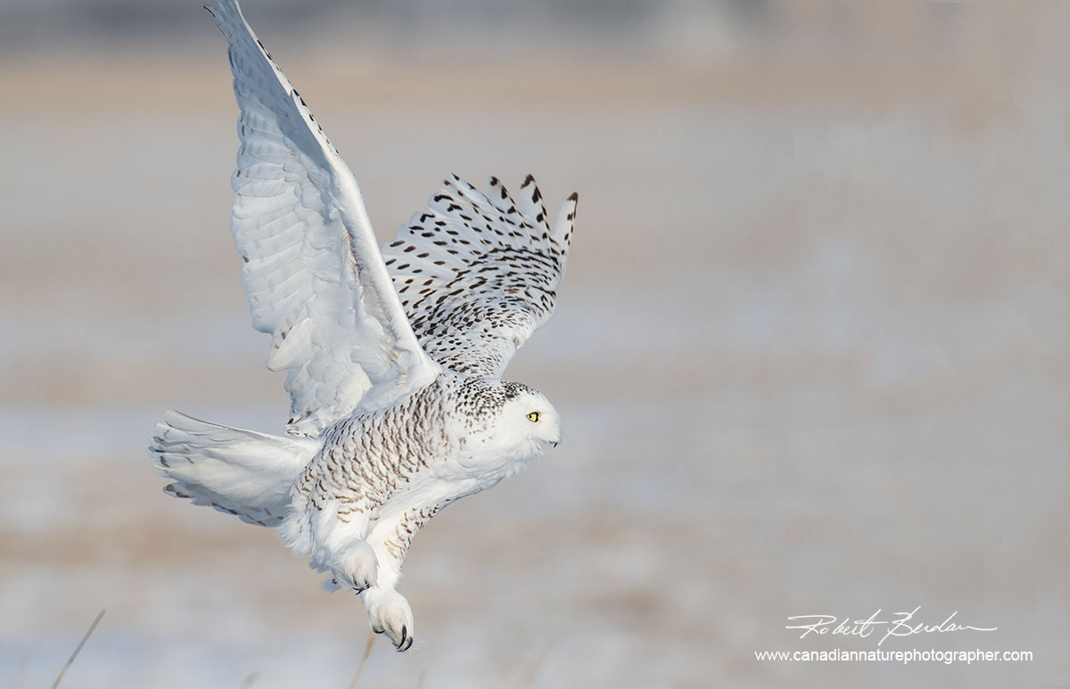 Snowy owl taking off by Robert Berdan ©